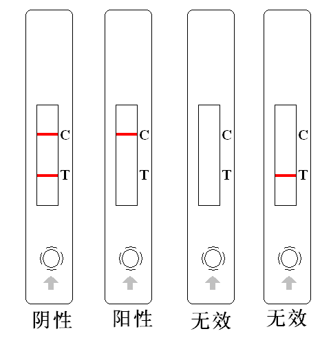 呋喃西林結(jié)果圖示-瑞奇生物